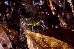 Oophaga granulifera