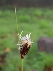Bulbostylis schoenoides