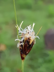Bulbostylis schoenoides