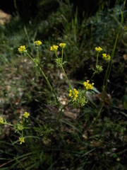 Sanicula bipinnata