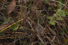 Anthyllis vulneraria polyphylla