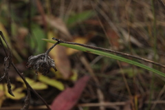 Anthyllis vulneraria polyphylla