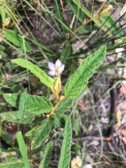 Seringia corollata