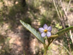 Seringia corollata