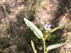 Seringia corollata