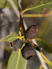 Corymbia aparrerinja