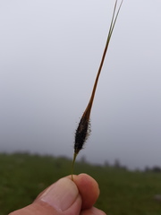 Tristachya biseriata