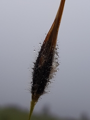 Tristachya biseriata