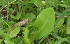 Orocrambus corruptus
