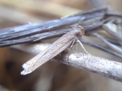 Helcystogramma triannulella