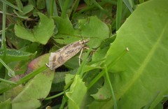 Orocrambus corruptus