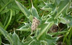 Orocrambus corruptus