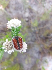 Trichostetha capensis capensis