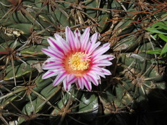 Ferocactus macrodiscus macrodiscus