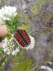 Trichostetha capensis capensis