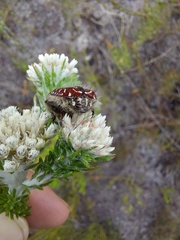Trichostetha capensis capensis