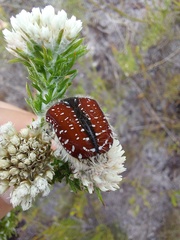 Trichostetha capensis capensis