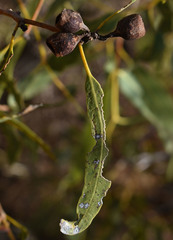 Corymbia aparrerinja