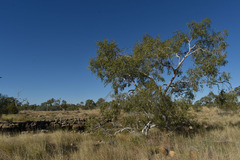 Corymbia aparrerinja