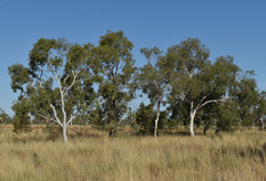 Corymbia aparrerinja