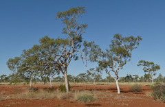 Corymbia aparrerinja