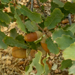 Quercus