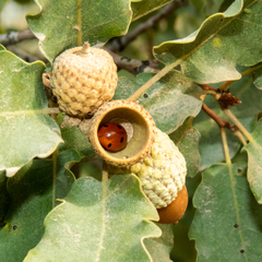Coccinella septempunctata