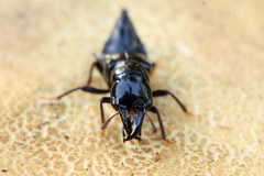 Oxyporus mannerheimii