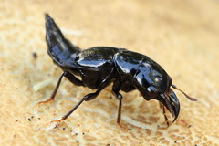 Oxyporus mannerheimii