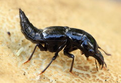 Oxyporus mannerheimii