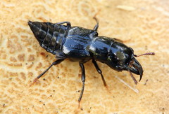 Oxyporus mannerheimii