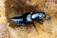 Oxyporus mannerheimii