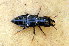 Oxyporus mannerheimii