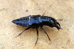 Oxyporus mannerheimii