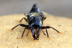 Oxyporus mannerheimii