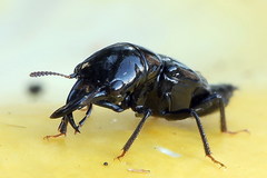 Oxyporus mannerheimii