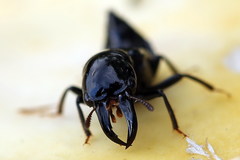 Oxyporus mannerheimii