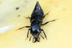 Oxyporus mannerheimii