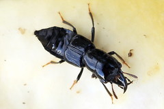 Oxyporus mannerheimii