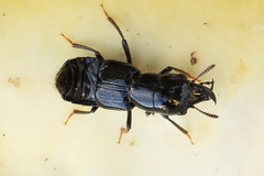 Oxyporus mannerheimii