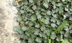 Geranium socolateum