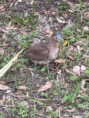 Gorsachius melanolophus