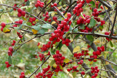 Cotoneaster integerrimus