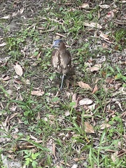 Gorsachius melanolophus