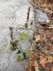 Lamiaceae