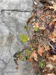 Lamiaceae