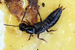 Philonthus rectangulus