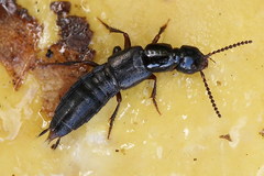 Philonthus rectangulus