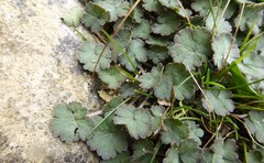 Geranium socolateum