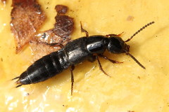 Philonthus rectangulus